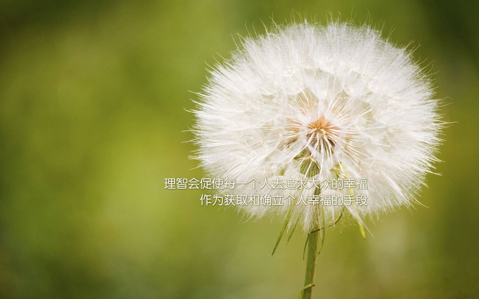 “意甲焦点：传统豪门迎来新挑战”，意甲中国豪门