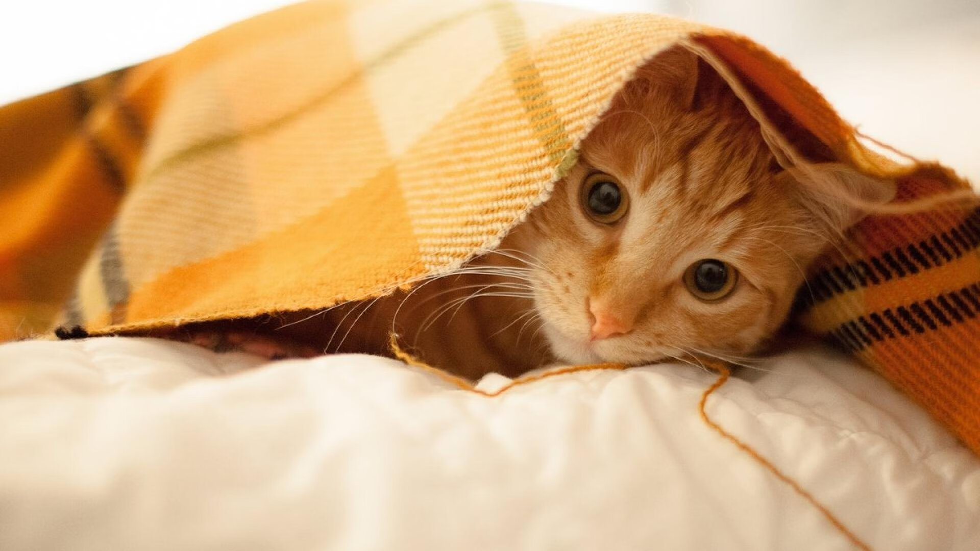 开云体育官网下载安装-塞内加尔守门员扑球滑出三米，全场爆笑，塞内加尔摔跤手